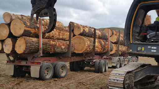 Logging, Post and Milling Services | Point Lumber Timaru, South Canterbury